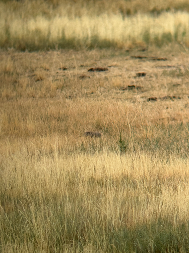 Wyoming Ground Squirrel observed by rajanrao