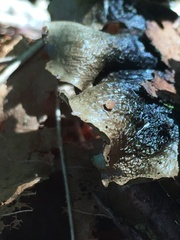 Cetrelia cetrarioides