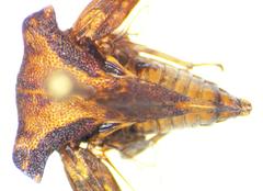 Centronodus