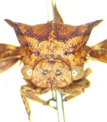Centronodus