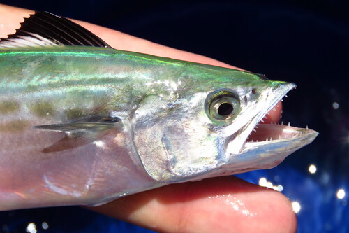 Atlantic Spanish Mackerel