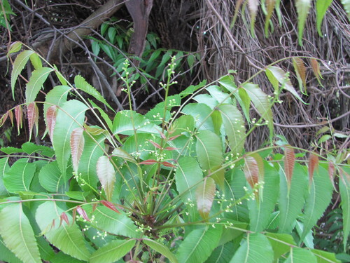 Azadirachta indica