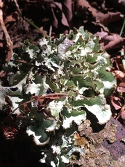 Cetrelia cetrarioides