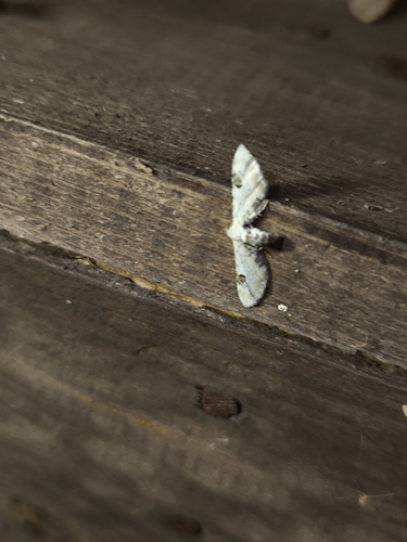 Lime-speck Pug