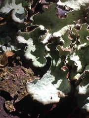 Cetrelia cetrarioides