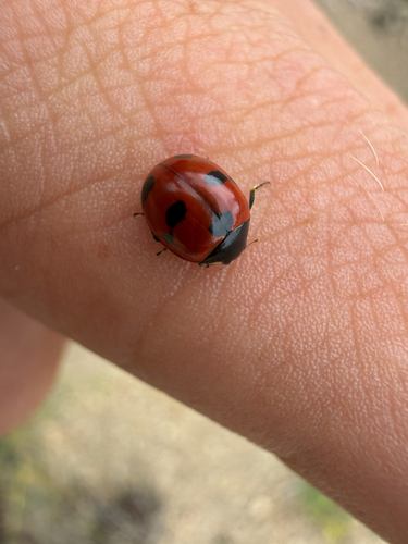 Mountain Lady Beetle photo 3