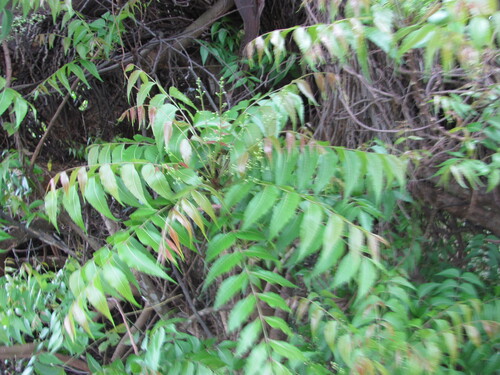Azadirachta indica