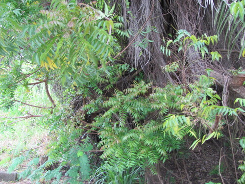 Azadirachta indica