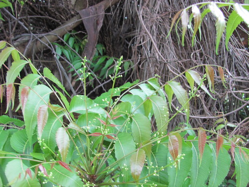 Azadirachta indica