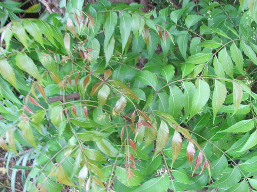 Azadirachta indica