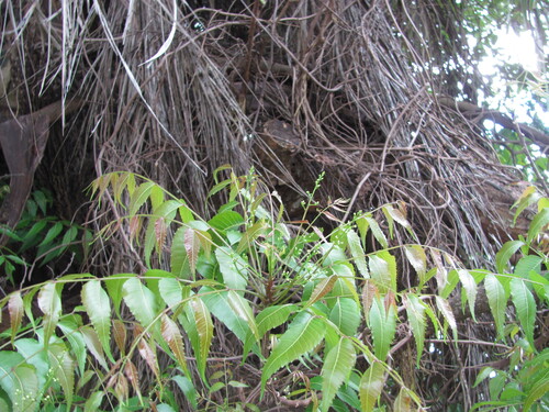 Azadirachta indica