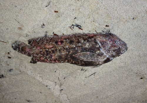 Southern velvetfish (Aploactisoma milesii) — Aploactinidae — 2
