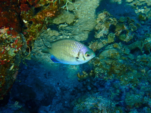 Chromis alpha observed 2026-07-29