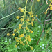 Acacia cyanophylla