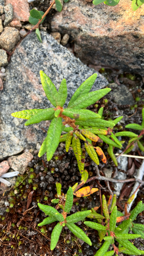 Bog Labrador Tea