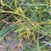 Acacia cyanophylla