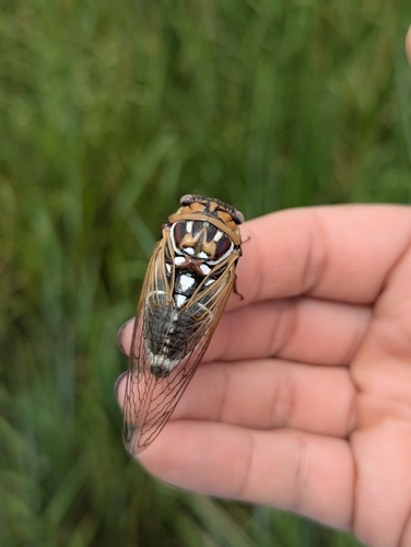 Bush Cicada