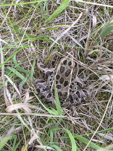 Northern Leopard Frog