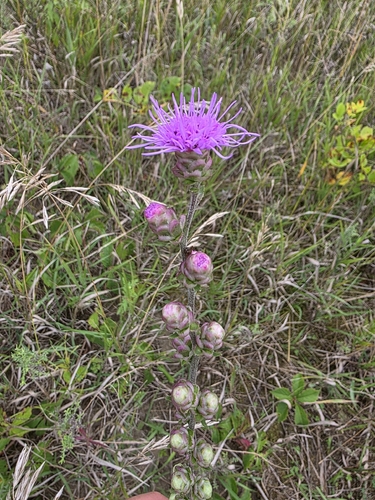 rough blazing star