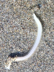 Phyllodocida