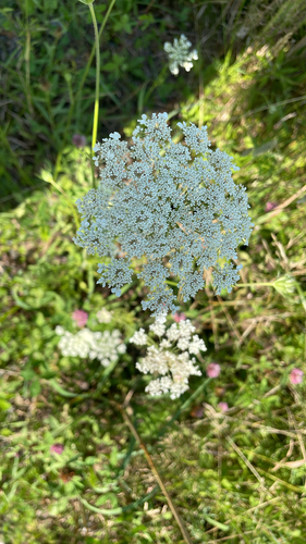wild carrot