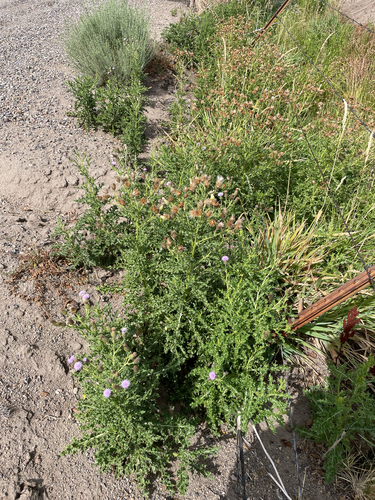creeping thistle