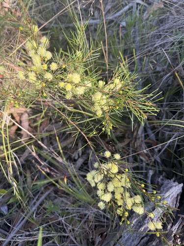 Acacia quadrilateralis observed 2026-08-14