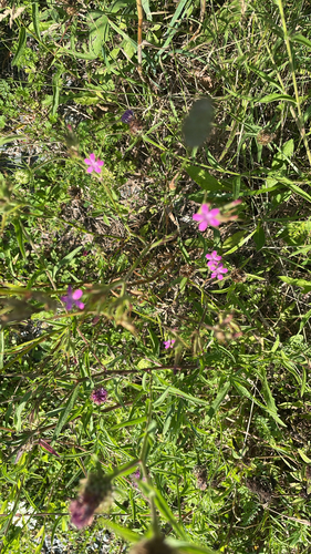 Deptford pink