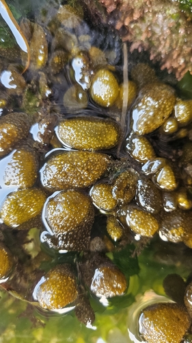 Soranthera ulvoidea observed 2026-08-13
