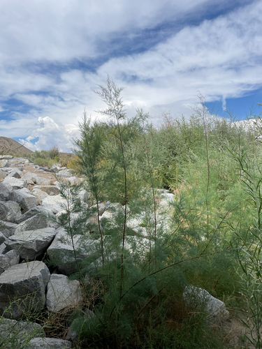 Tamarix chinensis