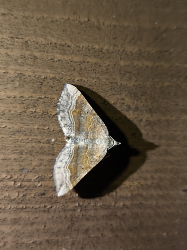 Shaded Broad-bar
