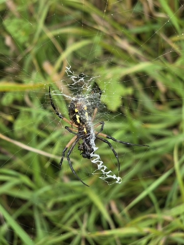 Yellow Garden Spider