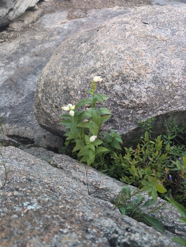 white turtlehead