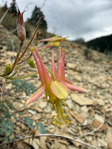 Aquilegia barnebyi, photograph 4