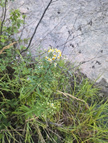 flat-top white aster