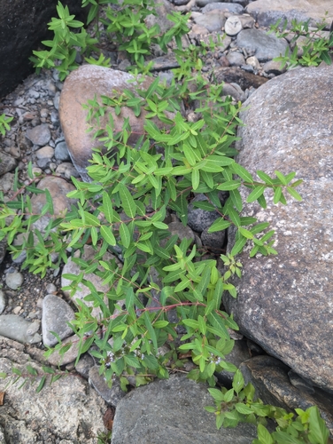 hemp dogbane