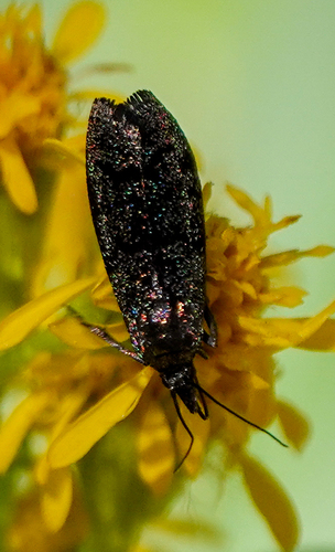 iNaturalist observation photo of Pyralid and Crambid Snout Moths
