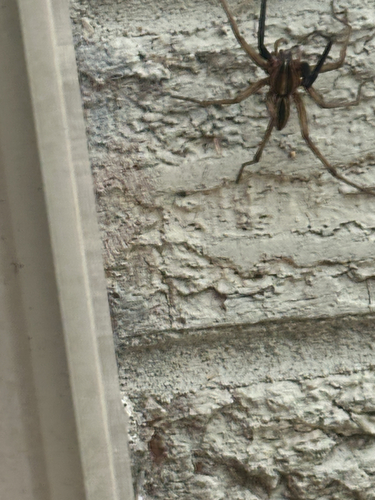 Rabid Wolf Spider