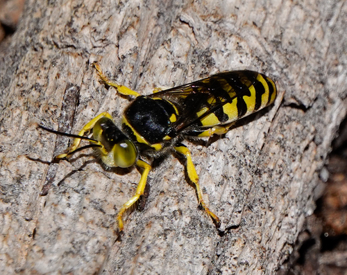 iNaturalist observation photo of Stictiellina