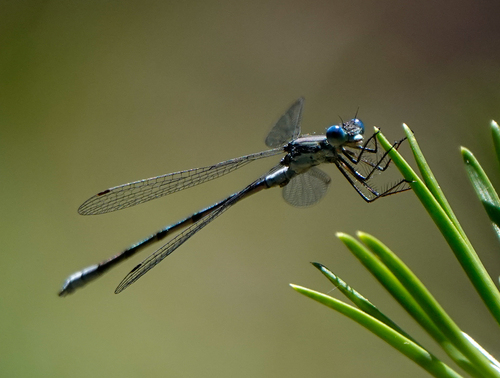 iNaturalist observation photo of Pond Spreadwings