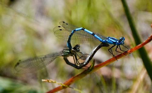 iNaturalist observation photo of Bluets