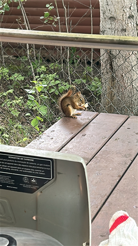 American Red Squirrel