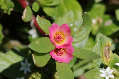 Portulaca amilis