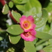 Paraguayan Purslane - Photo (c) xkl, some rights reserved (CC BY-NC)