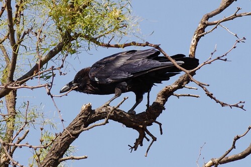 Chihuahuan Raven
