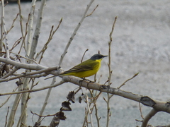 Motacilla flava thunbergi