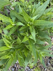 Centaurea montana