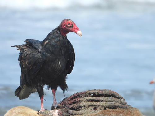 Turkey Vulture