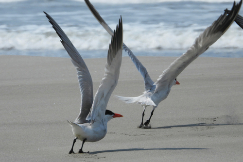 Caspian Tern