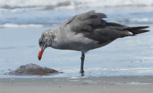 Heermann's Gull